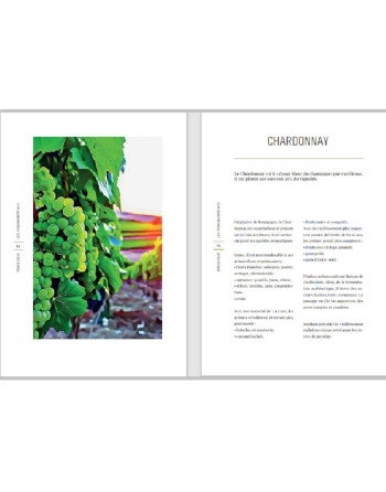 Les cépages champagne : Chardonnay, Pinot Noir, Pinot Meunier